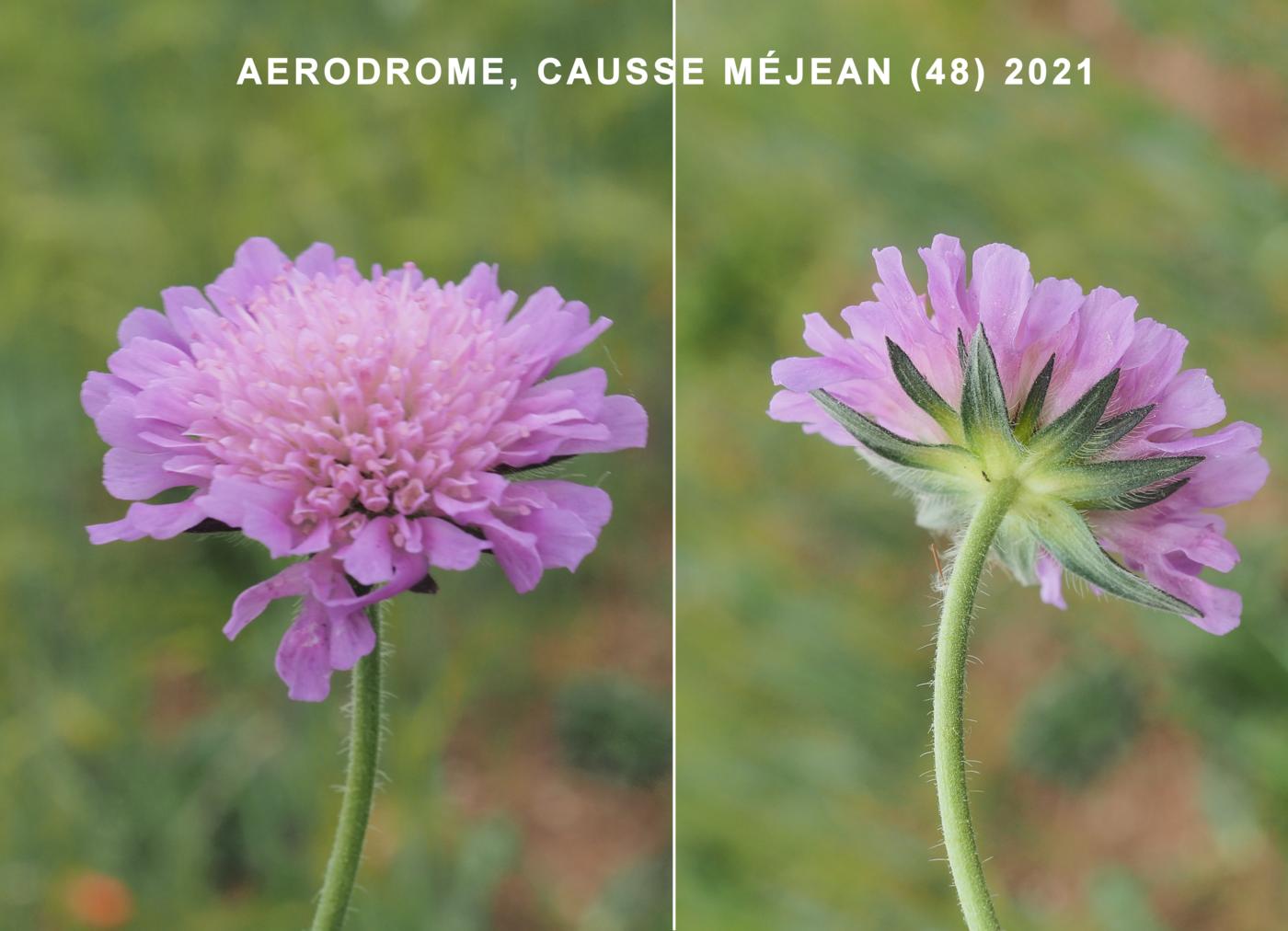 Scabious, Field flower